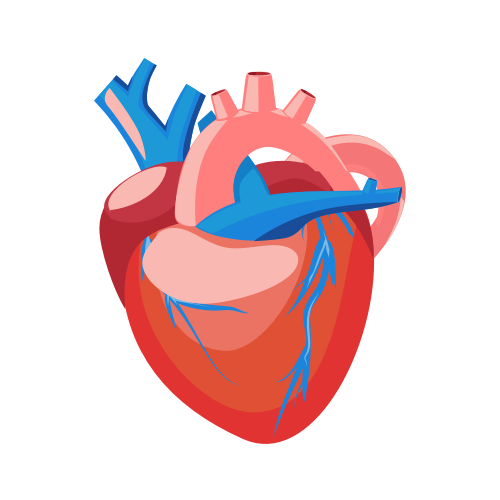 Cardiovascular health